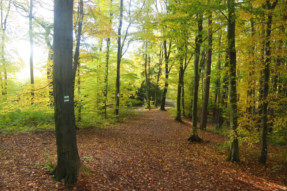 Lush green hiking path through Czech countryside — vibrant, inviting, open